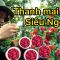 Mùa hoa quả trên miền núi | thanh mai rừng siêu ngon | TRIỆU VLOG