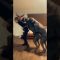 one girl with two dogs , doggy style position