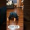 Doggy Style demon mode