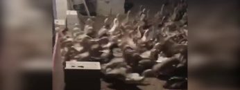 [ID: 7GwGu8QVpLU] Youtube Automatic