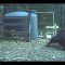 INSTANT KARMA bear gets hit in the nuts for messing with my water tank