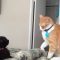 Fastest cat slaps