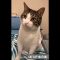 Funny Cats|If This Is My Cat,Then Who The Fuck Is That|Funniest Cat Video 2020|Cat Memes Laugh LOL