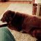 Dog fart cat puke