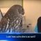 Calm Owl