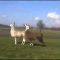 Lama Tanz