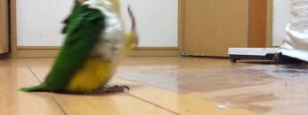 [ID: g01TCMmIIKc] Youtube Automatic