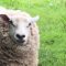 Wink, hair toss, lip lick, eye contact then look away: This sheep wanted me.