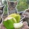 Can Cat Eat Coconut? My Cat Reaction To Coconut & My Sharing About Letting Pet Eating Coconut