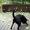 Dog’s dream comes true!