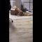 Dog head banging tiktok