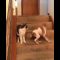 [ID: Iln6xfwYt8A] Youtube Automatic