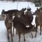 Ron sneezes and scares deer