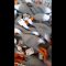 Duck Army