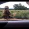 Polite Bear Waves Hello – a waving bear