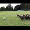 Worlds Worst Sheepdog