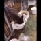 Cow drinking milk from bucket
