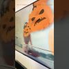 [ID: qyU4RJyNna0] Youtube Automatic