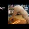 Naked Yoga – Downward Dog Pose from our Nude Yoga Instructor
