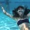 Call Me Maybe Underwater