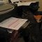 Cat vs. Printing Paper