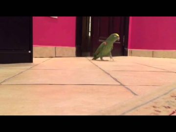 [ID: -_v7X9tWO5s] Youtube Automatic