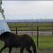 Horse has the best time ever with a trash can