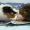 Cute guinea pigs have romantic dinner