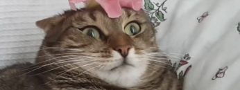 [ID: -Z4jx5VMw8M] Youtube Automatic