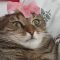 Cat Can’t Handle Flower