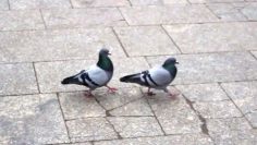 [ID: zQufTfdHMfI] Youtube Automatic